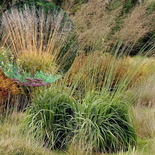 Molinia arundinacea 'Windspiel' - Roog-sinihelmikas 'Windspiel' P9/0,55L  